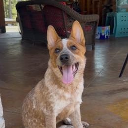 Kruger - Red speckled male Australian Cattle Dog puppy in Scurry, Texas from RedHorizon AKC Australian Cattle Dogs (Heelers)