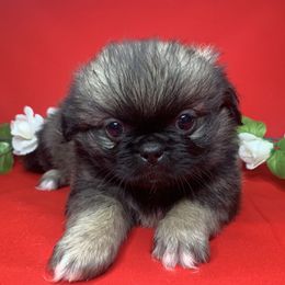 Pekingese Puppies from Crawford Ranch Canines