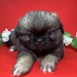Pekingese Puppies from Crawford Ranch Canines
