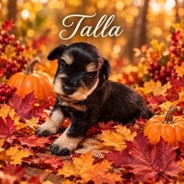 Talla - Black and silver female Miniature Schnauzer puppy in Daisetta, Texas from Winfree’s Schnauzers
