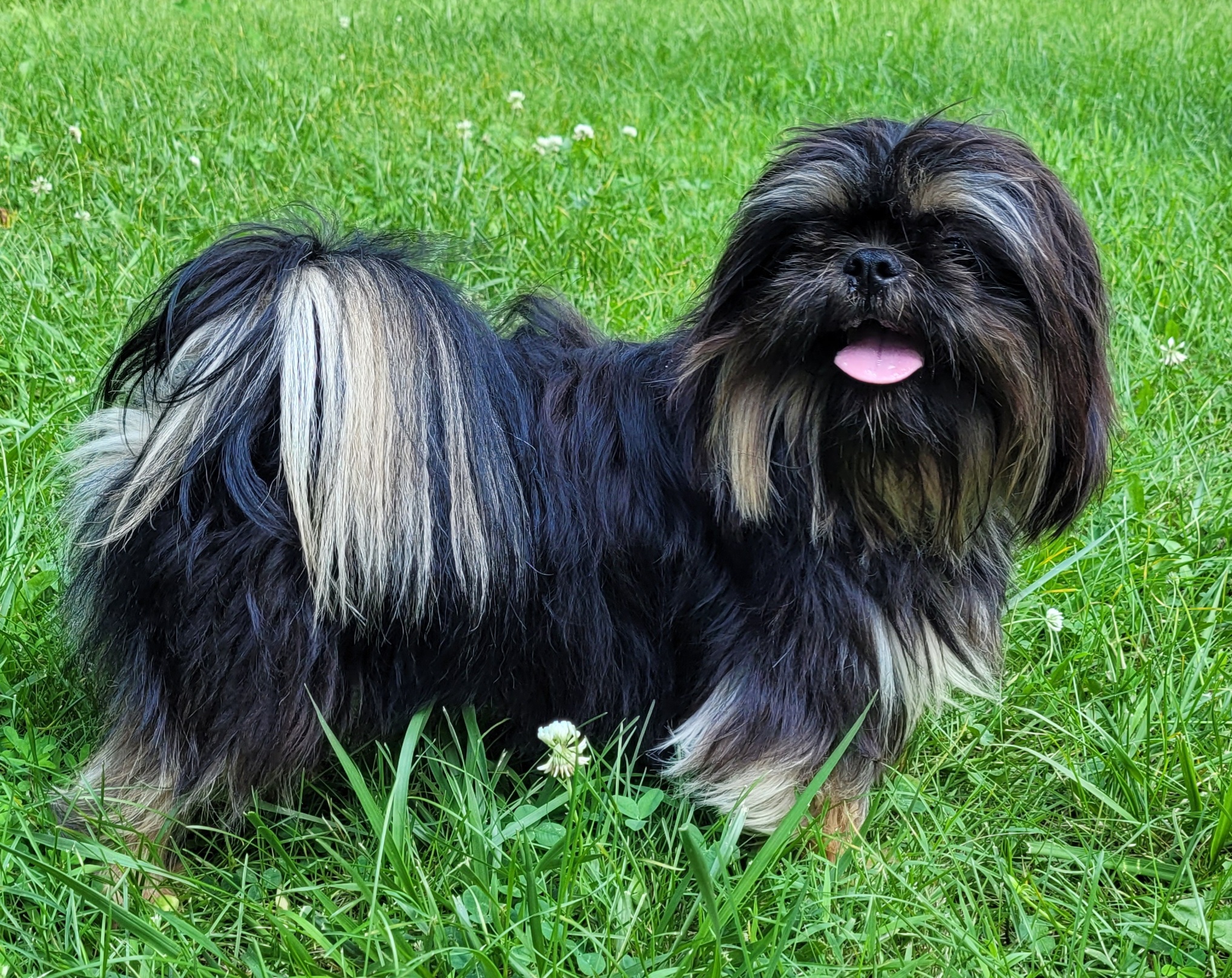 Dobby - Shih Tzu