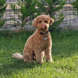 Cavapoo and Poodle All Grown Up from Premier Paws