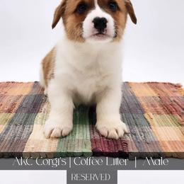 Chai - Red male Pembroke Welsh Corgi puppy in Pine Village, Indiana from NL Horsemanship