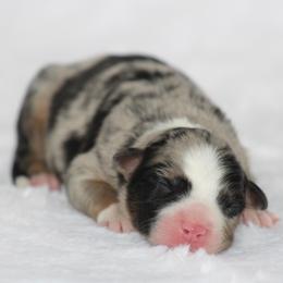 Boy 1 - male Australian Shepherd puppy in Circleville, Utah from Canyon Creek Aussies