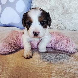 Girl 2 - Merle female Cavapoo puppy in Junction, Utah from City Creek Cavapoos