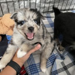 Pomsky Puppies from Michelle's Pomskies