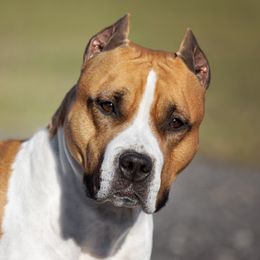 Kimber - American Staffordshire Terrier