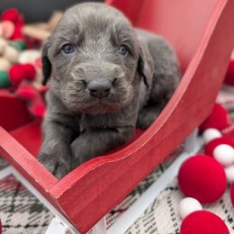 Rudolph - male Long Haired Weimaraner puppy in Evart, Michigan from Drehbar Weimaraners