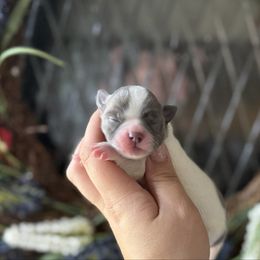 Zara - Blue brindled fawn female Chihuahua puppy in Harrison, Michigan from Cloud9 Chihuahuas