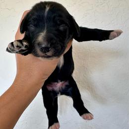 Lu's boy 2 - Black and white male Bernedoodle puppy in Marlow, Oklahoma from Crider’s Critters