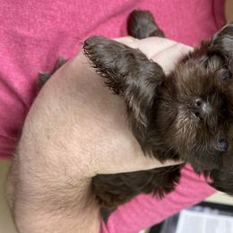Shih Tzu Puppies from Grimmley Blue’s House of Shih Tzu