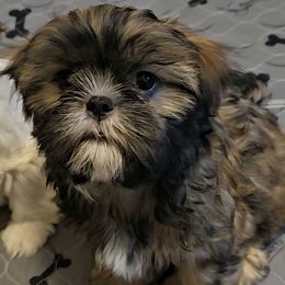 Brandon - Brindle male Shih Tzu puppy in Victorville, California from RUMBLE n TUMBLE