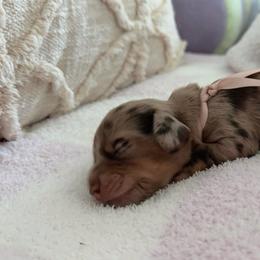 Pretzie - Dapple female Dachshund puppy in Summerfield, Florida from Dachshundly Perfect