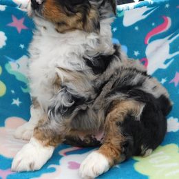Australian Shepherd Puppies from Wagon Wheel Aussies