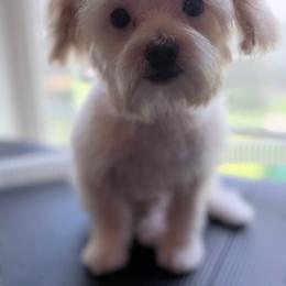 Timon - Cream male Maltipoo puppy in Georgia & Florida, Georgia from Fiesta Pups