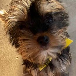Yorkshire Terriers from Griffin's Yorkshire Terriers