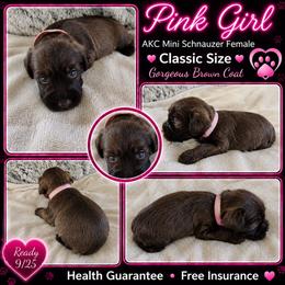 AKC Pink Collar light Liver - Liver female Miniature Schnauzer puppy in Temple, Texas from Schnauzers Of Taylor