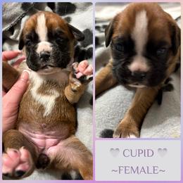 Cupid - Fawn female Boxer puppy in Seaside, Oregon from Vincent's Pride Boxers ~ Dudley's Dream Boxers
