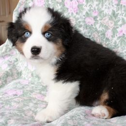Miniature American Shepherd Puppies from Gottabe Miniature American Shepherds