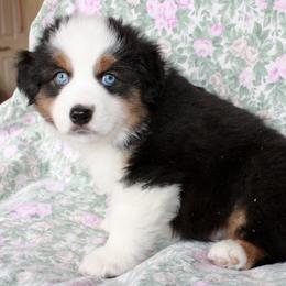Miniature American Shepherd Puppies from Gottabe Miniature American Shepherds