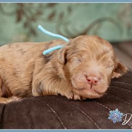 Dewey - Chocolate male Goldendoodle puppy in Connersville, Indiana from Deaz Doodle Ranch