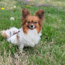 Mia - Papillon