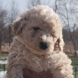 Ferrari - Cream Labradoodle puppy in Fostoria, Michigan from North Country Kennel Club