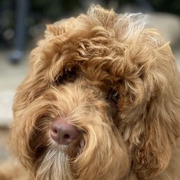 Finn - Australian Labradoodle