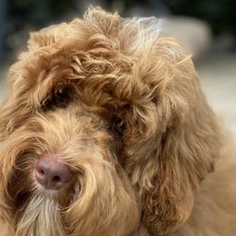 Finn - Australian Labradoodle
