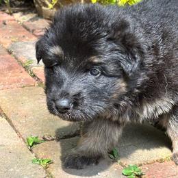 Black and tan - Black and tan male German Shepherd puppy in Lordstown, Ohio from Jewels German Shepherd