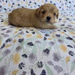 Cavapoo Puppies from Deshea LeBlanc