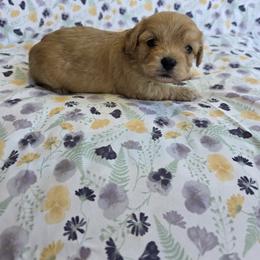 Cavapoo Puppies from Deshea LeBlanc