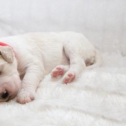 April - Parti female Goldendoodle puppy in Cherry Creek, New York from Doodles Pups of NY