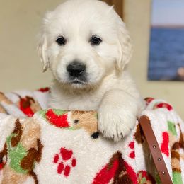 Golden Retriever Puppies from Red Prairie Retrievers