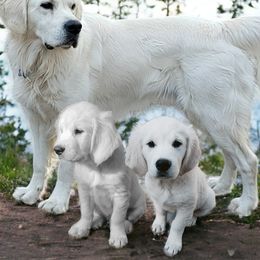 Golden Retrievers from Jennie's Golden Touch