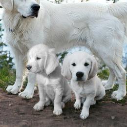 Golden Retrievers from Jennie's Golden Touch