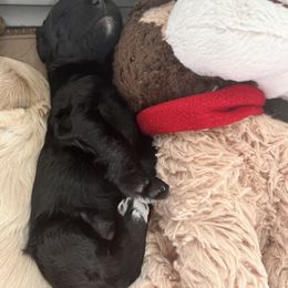 Boy 5 - Goldendoodle puppy in St. Lucie, Florida from A Doodle Life, LLC