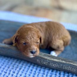June- Purple Collar - Red female Cavapoo puppy in St George, Utah from Picture Perfect Doodles