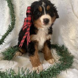 Bernedoodle Puppies from Pitter Patter Puppies NJ