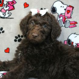 Ziti - Chocolate female Labradoodle puppy in Lanexa, Virginia from Lees Reach Farm