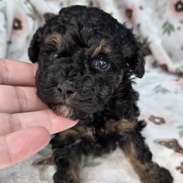 Poodle puppies from BirchBark Poodles