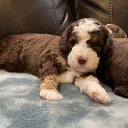 Aussiedoodle Puppies from White River Doodles