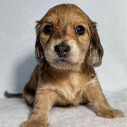 Nori - Red female Dachshund puppy in Winamac, Indiana from WZ Kennels