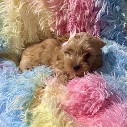 Baby girl Gold dust - Gold female Yorkshire Terrier puppy in Milton, Florida from Sassenach Yorkie Kennels