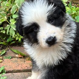 Panda female 2 - Panda female German Shepherd puppy in Lordstown, Ohio from Jewels German Shepherd