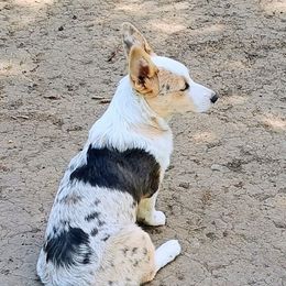 Indigo - Blue merle and white female American Corgi puppy in Ellensburg, Washington from Faery Mount Farm