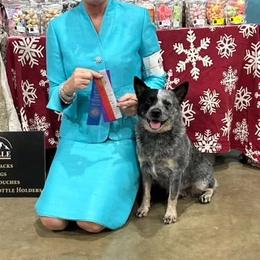 Australian Cattle Dogs from Scrappington Kennels
