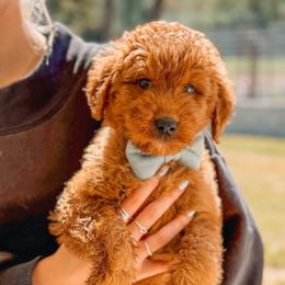 CHARLIE - Red  male Goldendoodle puppy in Iola, Texas from Supreme Doodles of Texas