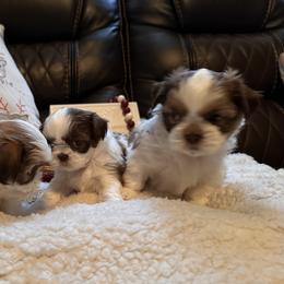 Shih Tzu Puppies from Wood Foo Breeders