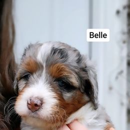 Bernedoodle Puppies from Ever After Doodles